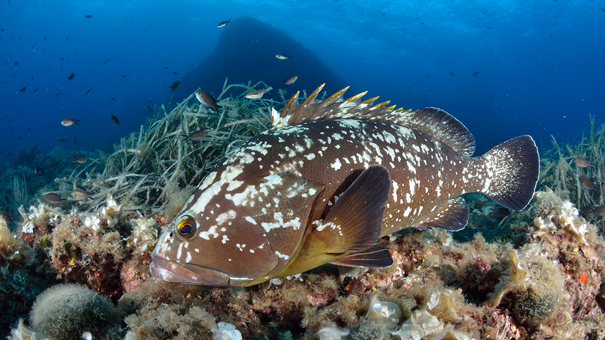 val regal – 1 imm tot inclos